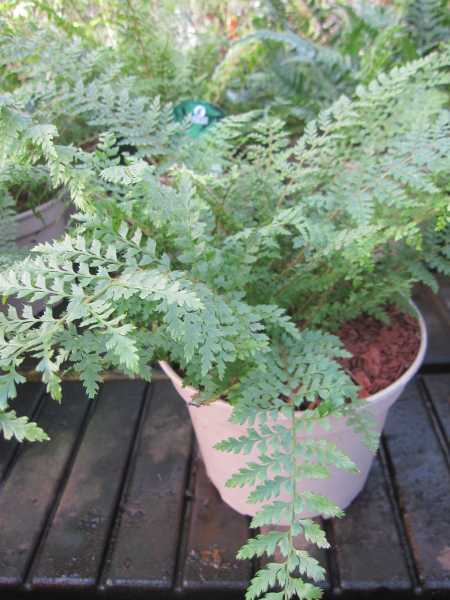 Polystichum setiferum Proliferum 3