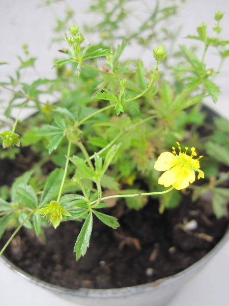 Blutwurz - Tormentill - Potentilla erecta
