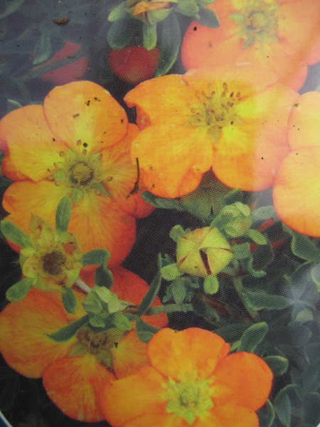Potentilla fruticosa Bella Sol 1