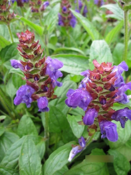 Prunella grandiflora1