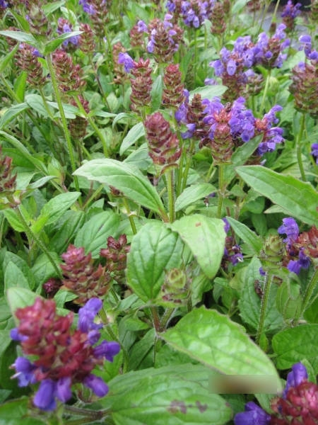 Prunella grandiflora3
