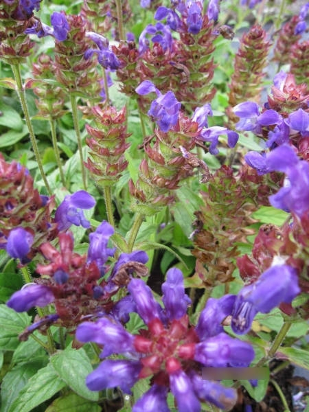 Prunella grandiflora2