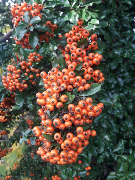 Feuerdorn Orange Glow 4