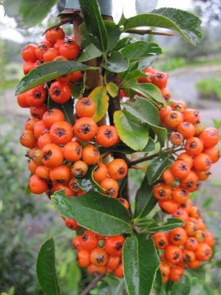 Pyracantha Orange Glow 2