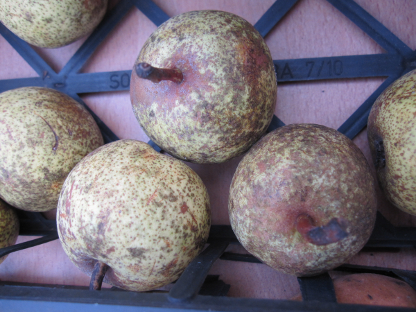 Pyrus communis Esperens Bergamotte 1