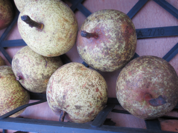 Pyrus communis Esperens Bergamotte 2