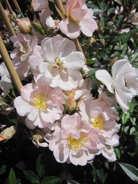 Ramblerrose Auguste Gervais 1