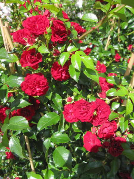 Ramblerrose Crimson Siluetta 1 1