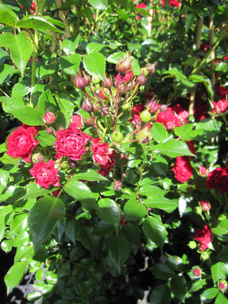 Ramblerrose Crimson Siluetta 2