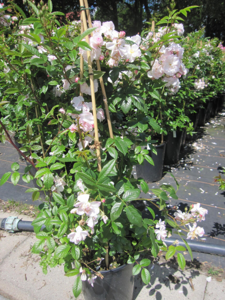 Ramblerrose Sweet Siluetta 3