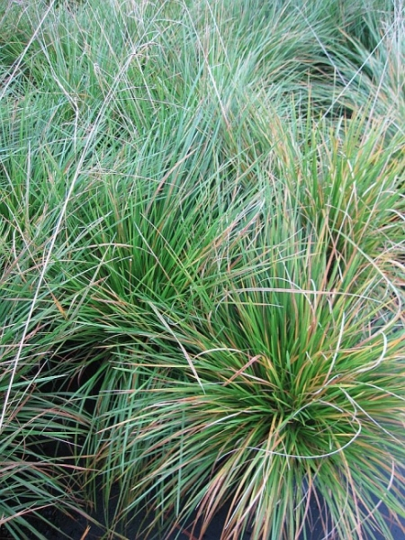 Rasen Schmiel 2