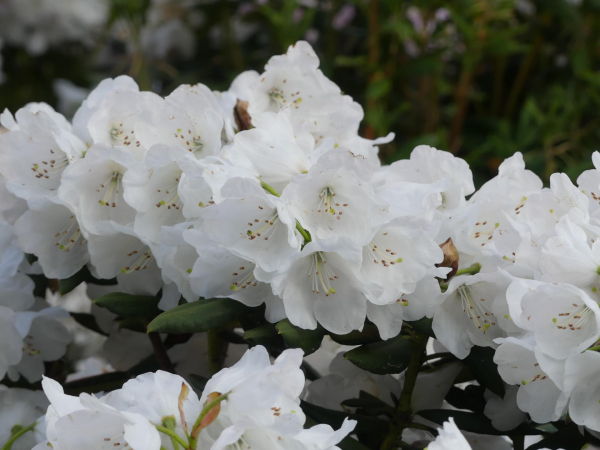 Rhododendron aberconwayi