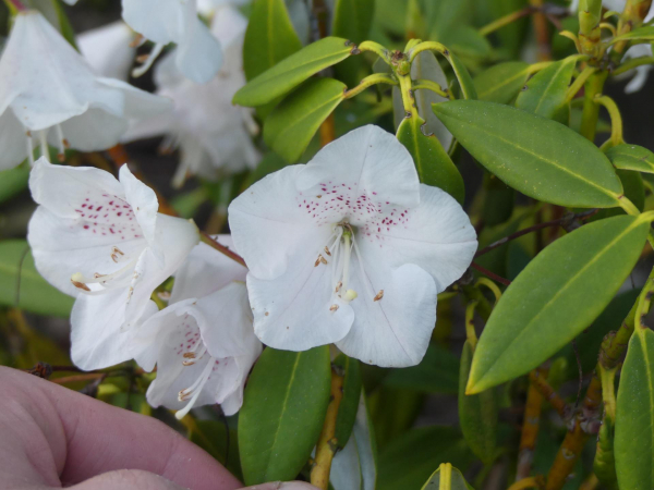 Rhododendron argyrophyllum ssp. hypoglaucum