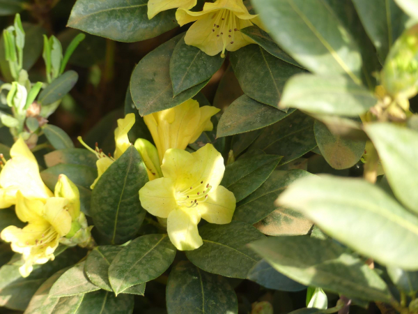 Rhododendron concatenans Comely