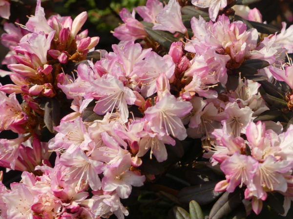 Rhododendron keiskei Ginny Gee