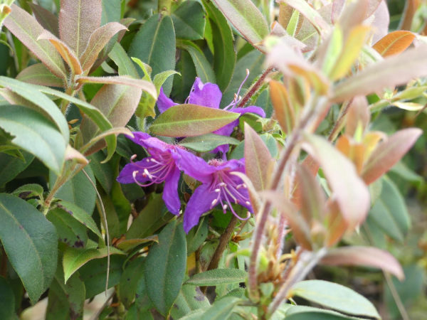 Wild Rhododendron 1