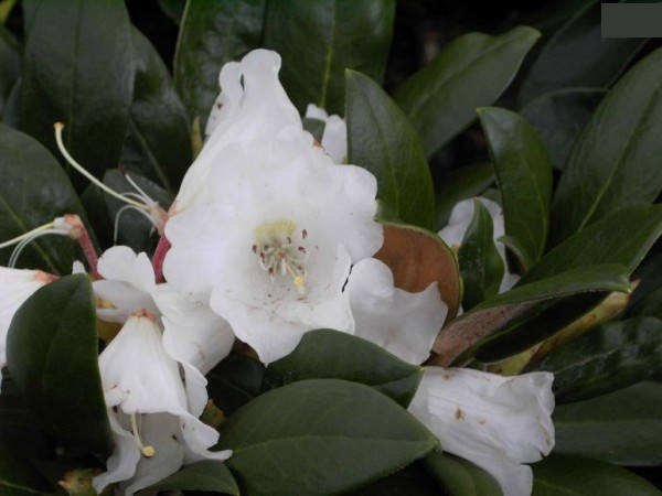 Rhododendron bureavii Teddy Bear