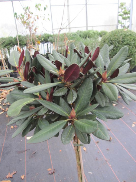 sansevieria grande Buy Our Sansevieria Robusta, Snake Plant