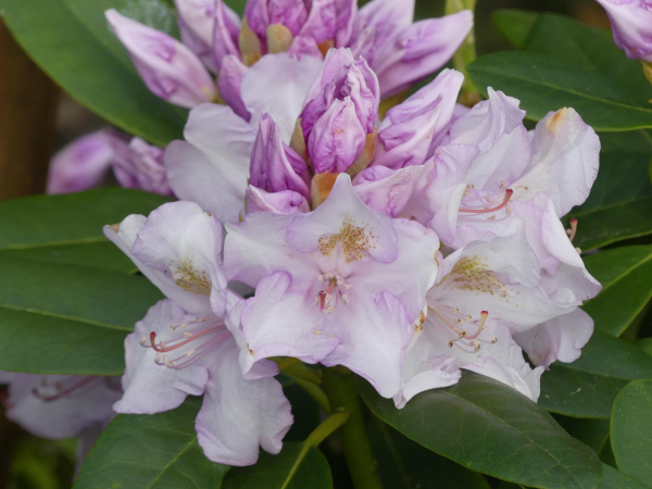 Rhododendron hybride Album Novum 1