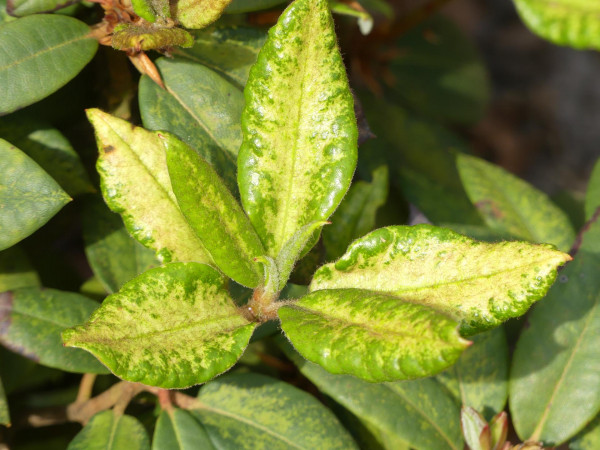 Rhododendron Hybride Ballena