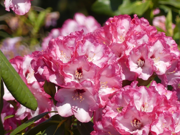 Großblumige Alpenrose Bordüre