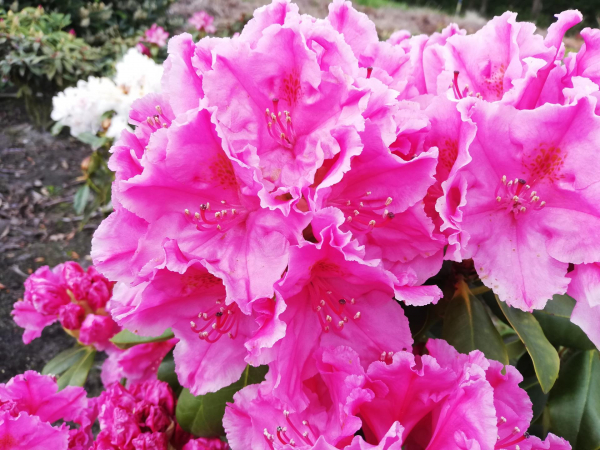Großblumige Alpenrose Claudine 1