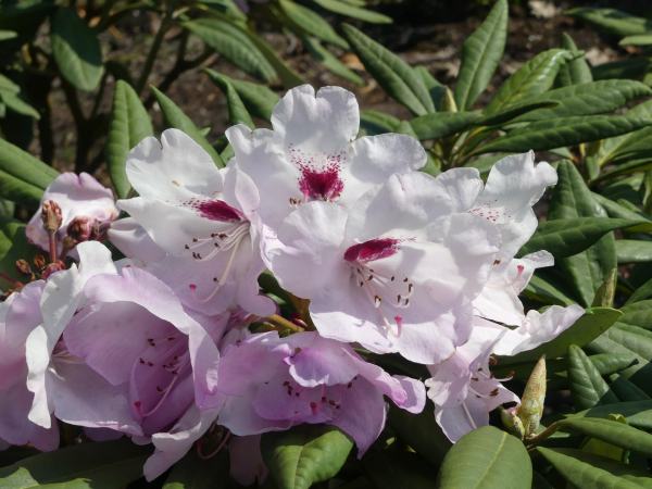 Rhododendron Hybride Etosha 1