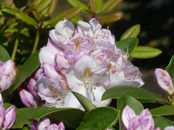 Rhododendron Hybride Gomer Waterer 1