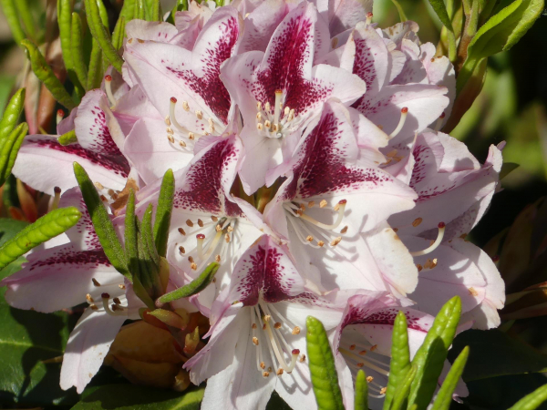 Großblumige Alpenrose Kalamaika 1
