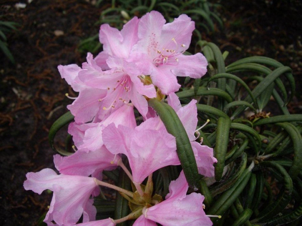 Rhododendron Hybride Madidi 1
