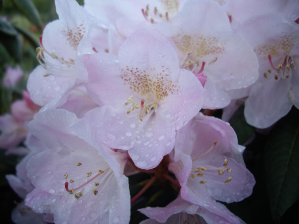 Rhododendron Hybride Malpelo 1