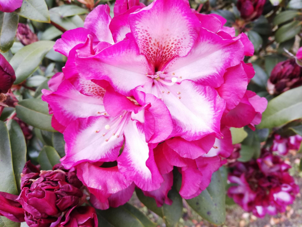 Großblumige Alpenrose Midnight Mystic 1
