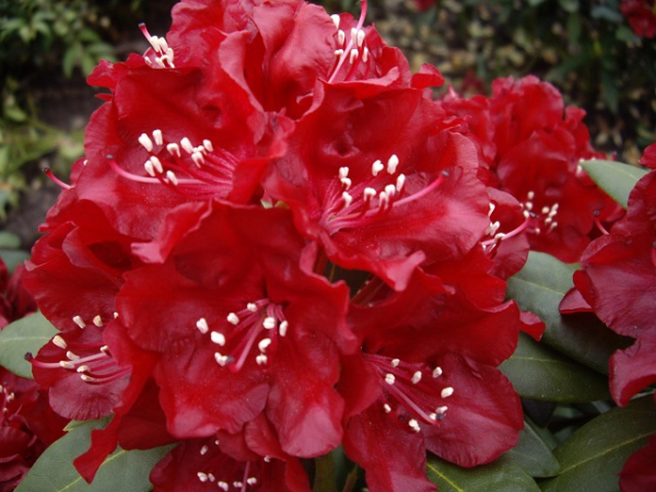 Großblumige Alpenrose Sammetglut 1