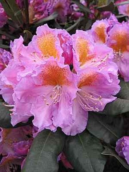 Rhododendron Hybride Tanaga 1