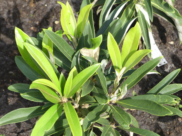 Rhododendron adenopodum 1