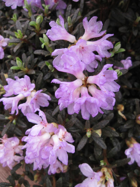 Rhododendron Frosthexe 1