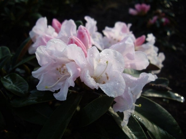 Rhododendron bureavii
