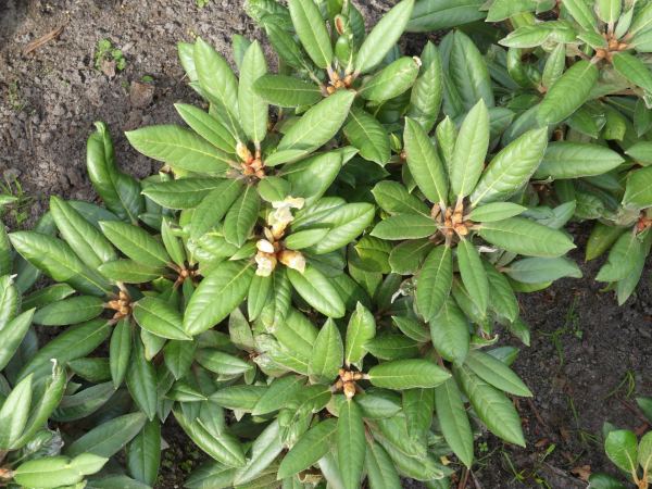 Rhododendron bureavii Chocolate Dane 1