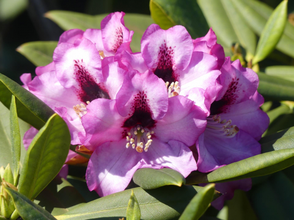 Rhododendron calophytum Caramba 1