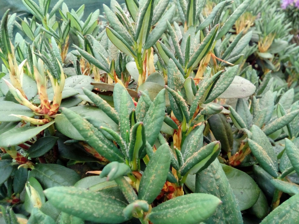 Rhododendron campanulatum ssp. aeruginosum 1