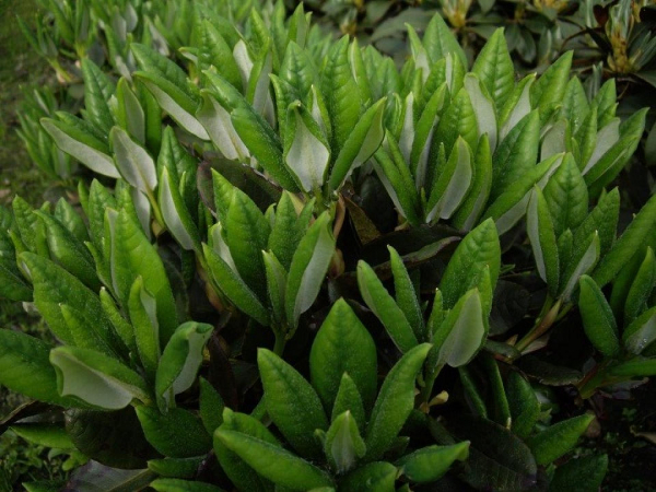 Rhododendron Clementinae 1