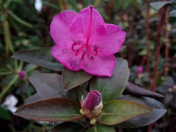 Rhododendron dauricum