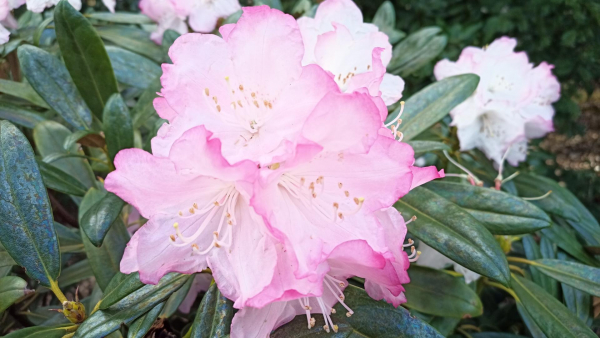 Rhododendron degronianum 1