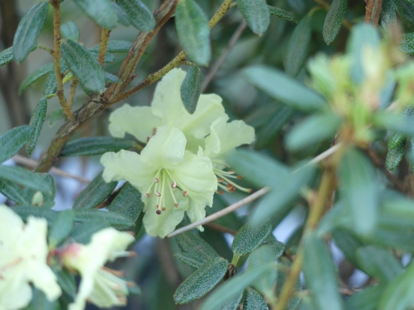 Rhododendron flavidum