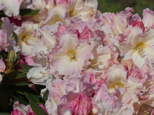 Rhododendron fortunei Hybride Pingo 1