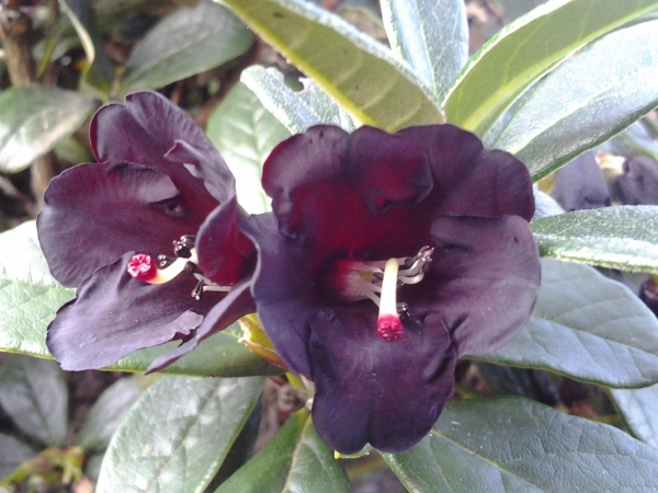 Rhododendron sanguineum var. haemaleum