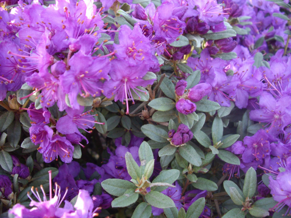 Rhododendron hippophaeoides Blue Silver