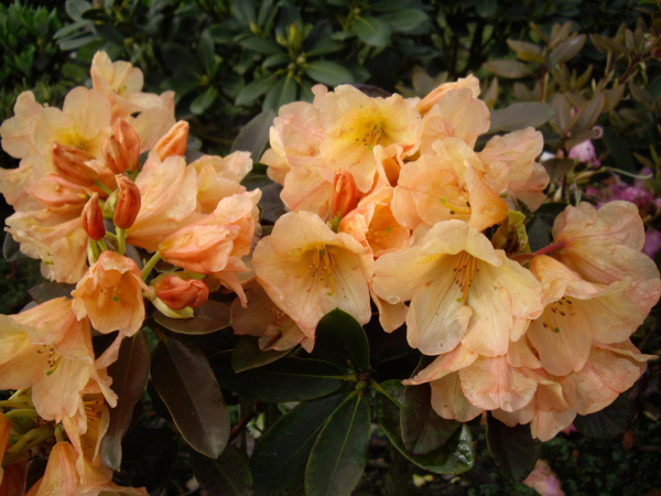 Rhododendron Hybride Abisko