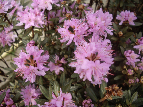 Rhododendron lapponicum 1