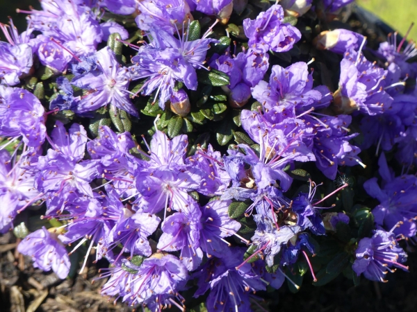 Rhododendron litangense 1